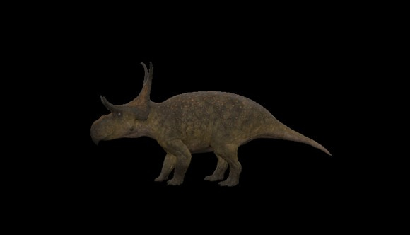 steam���������������������